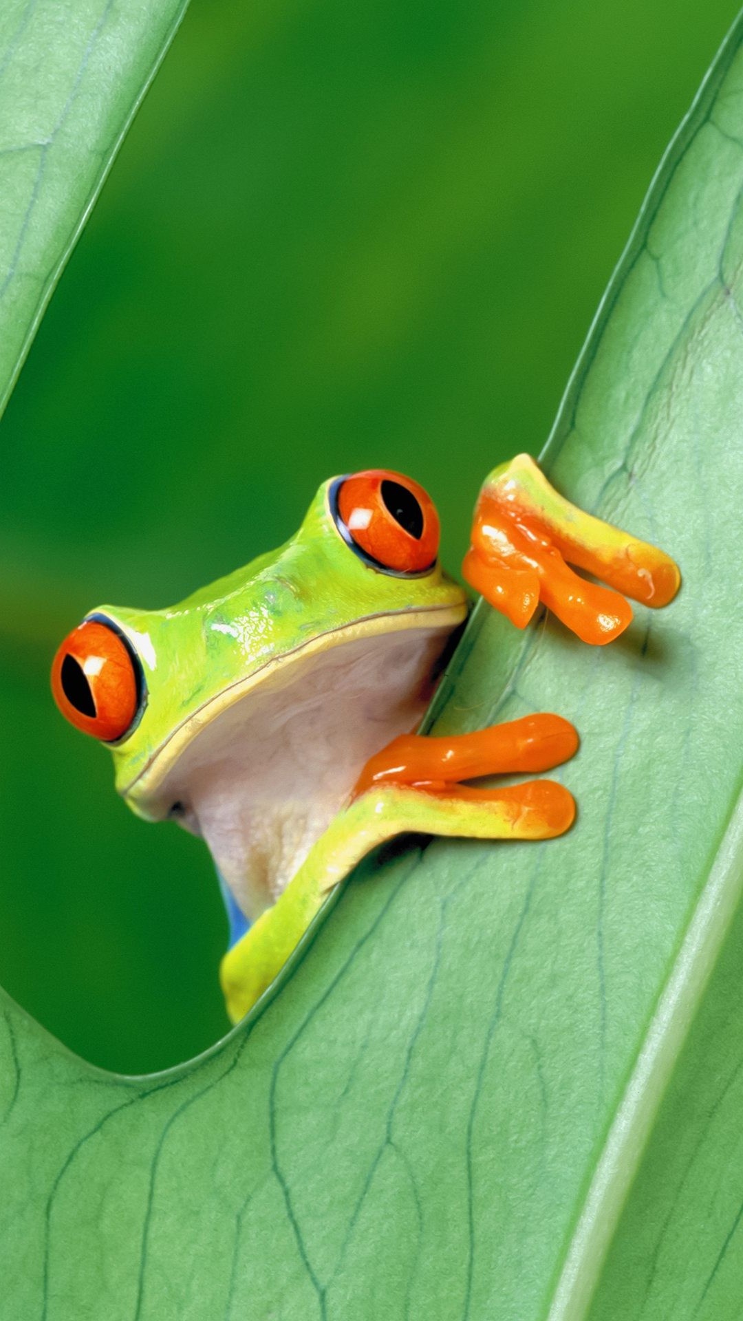 portrait Display, Nature, Animals, Frog, Red Eyed Tree Frogs, Leaves