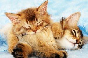 kittens, Cat, Animals, Sleeping