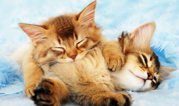kittens, Cat, Animals, Sleeping HD Wallpaper Desktop Background