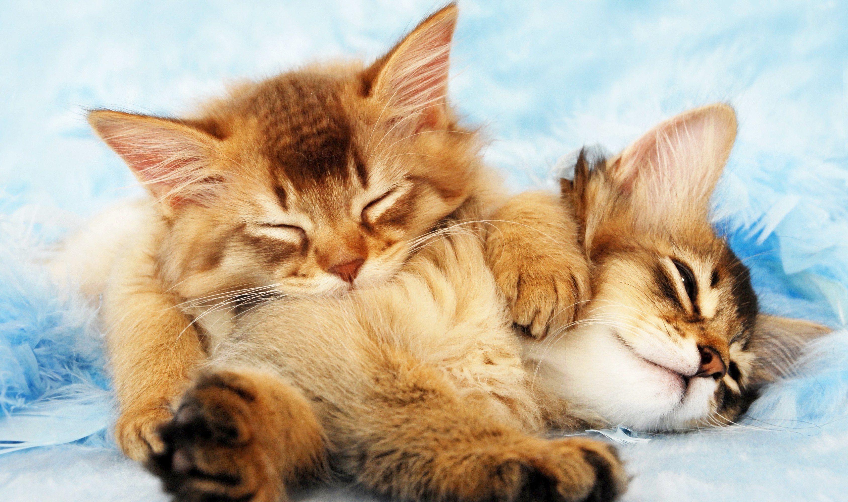 kittens, Cat, Animals, Sleeping Wallpaper