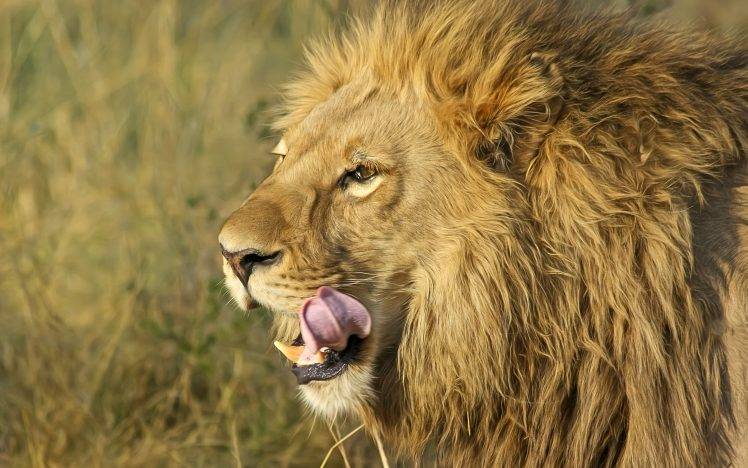 lion, Animals, Big Cats, Nature HD Wallpaper Desktop Background