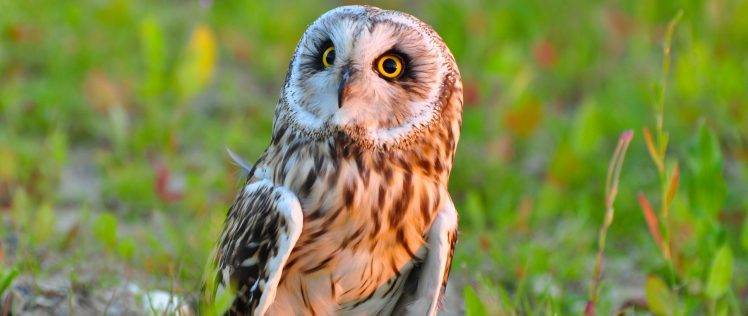 owl, Animals HD Wallpaper Desktop Background