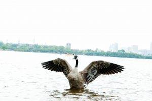 photography, Animals, Goose, Water