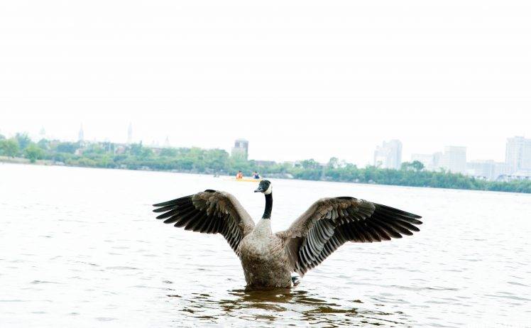 photography, Animals, Goose, Water HD Wallpaper Desktop Background