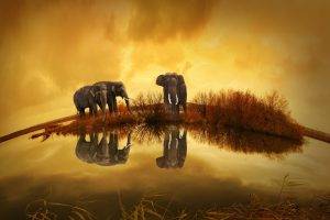 Thailand, Animals, Elephants