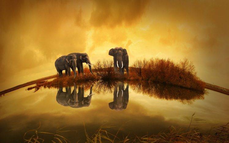 Thailand, Animals, Elephants HD Wallpaper Desktop Background