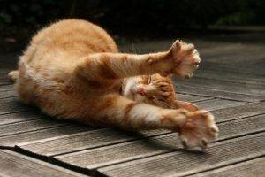 cat, Wooden Surface, Animals, Stretching