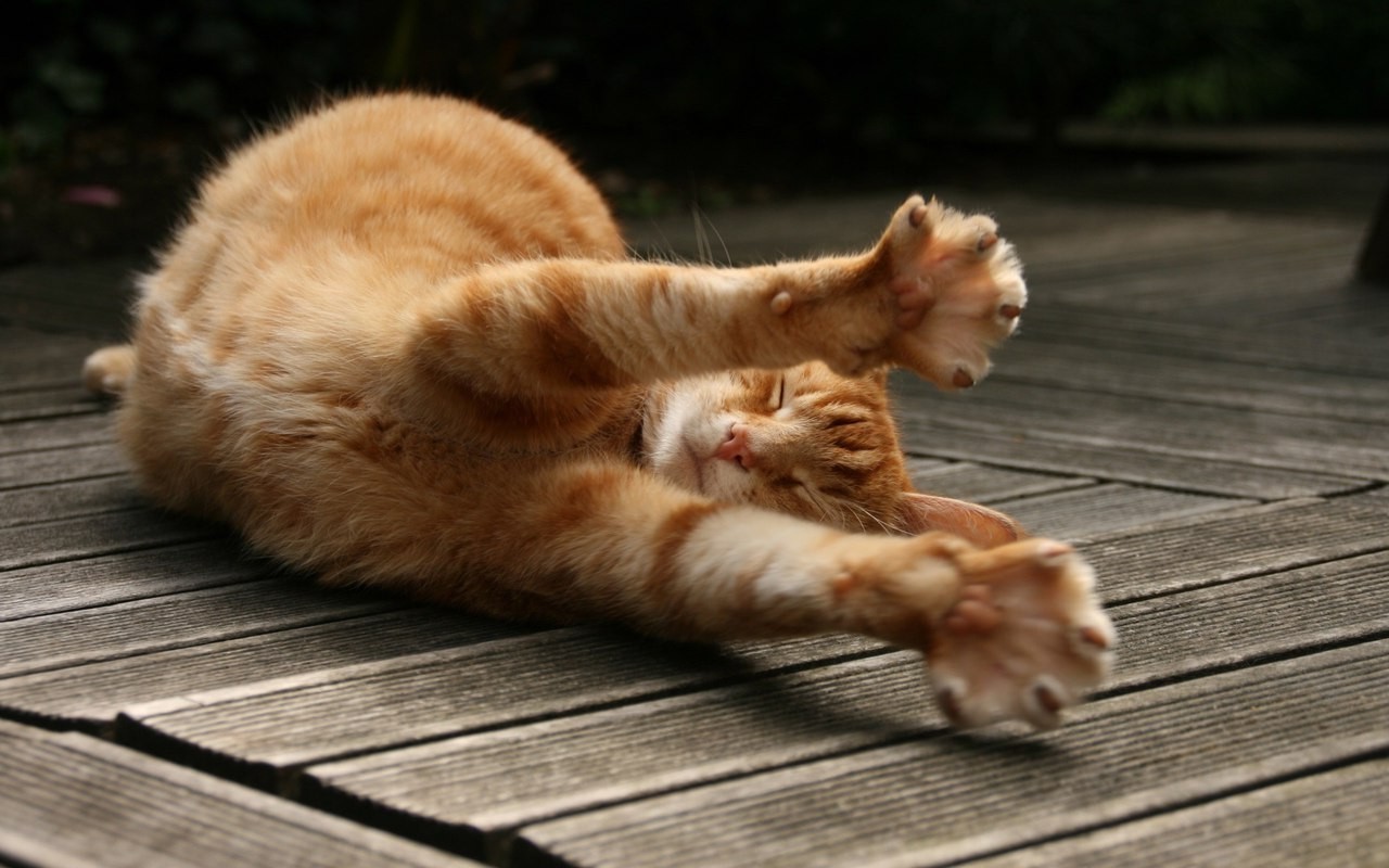cat, Wooden Surface, Animals, Stretching Wallpaper