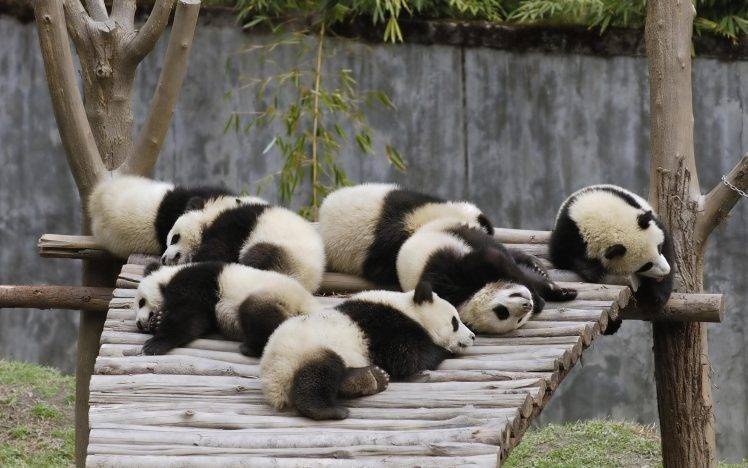 panda, Animals, Baby Animals HD Wallpaper Desktop Background