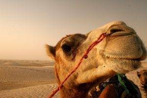 camels, Animals, Desert