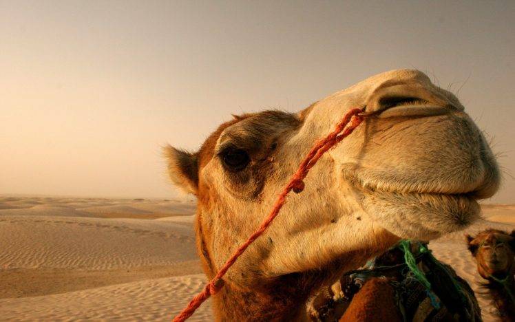 camels, Animals, Desert HD Wallpaper Desktop Background