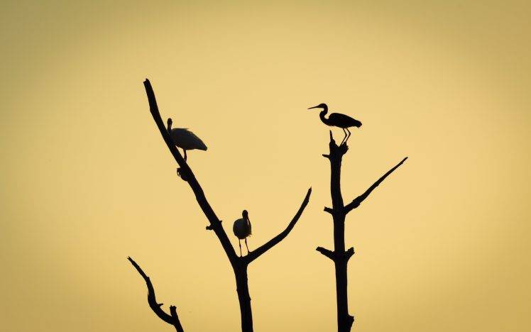 photography, Nature, Plants, Animals, Birds HD Wallpaper Desktop Background