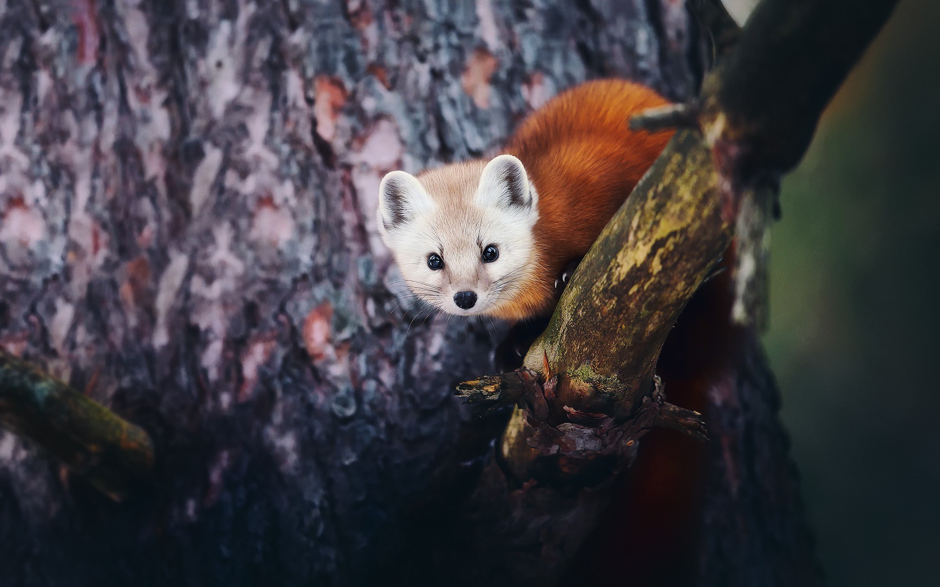 nature, Animals, Trees Wallpaper