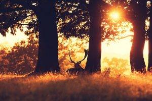 photography, Field, Grass, Trees, Plants, Sunlight, Animals, Deer
