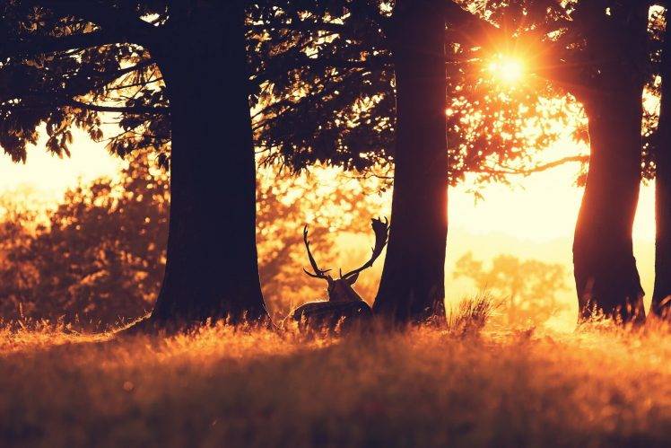 photography, Field, Grass, Trees, Plants, Sunlight, Animals, Deer HD Wallpaper Desktop Background