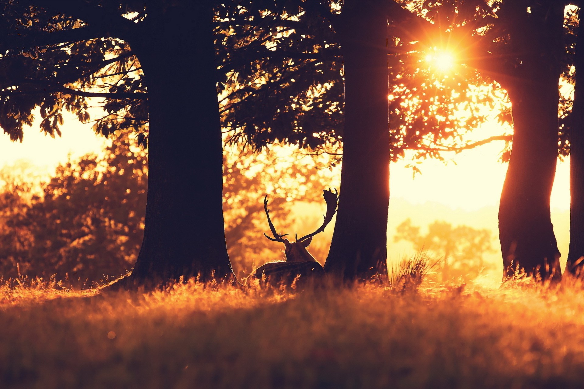 photography, Field, Grass, Trees, Plants, Sunlight, Animals, Deer Wallpaper