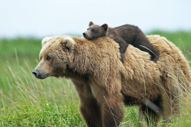 animals, Bears, Baby Animals, Cubs HD Wallpaper Desktop Background