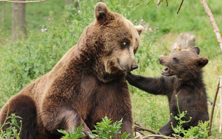 animals, Bears, Cubs, Baby Animals HD Wallpaper Desktop Background