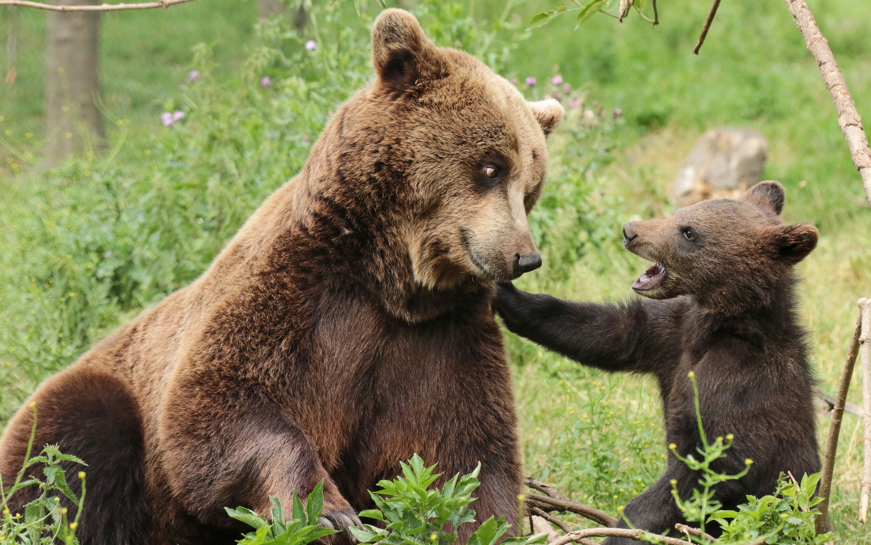 animals, Bears, Cubs, Baby Animals Wallpaper