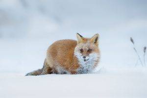 fox, Snow, Animals