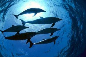 photography, Sea, Water, Underwater, Animals, Nature, Dolphin, Sunlight