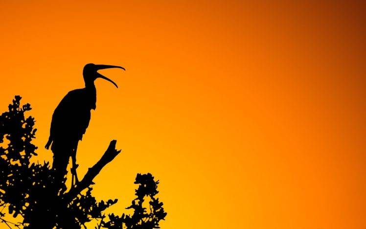 photography, Animals, Nature, Trees, Branch, Birds, Orange HD Wallpaper Desktop Background