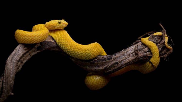 black Background, Simple, Snake, Animals, Reptile, Yellow, Branch HD Wallpaper Desktop Background