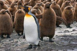 penguins, Birds, Baby Animals