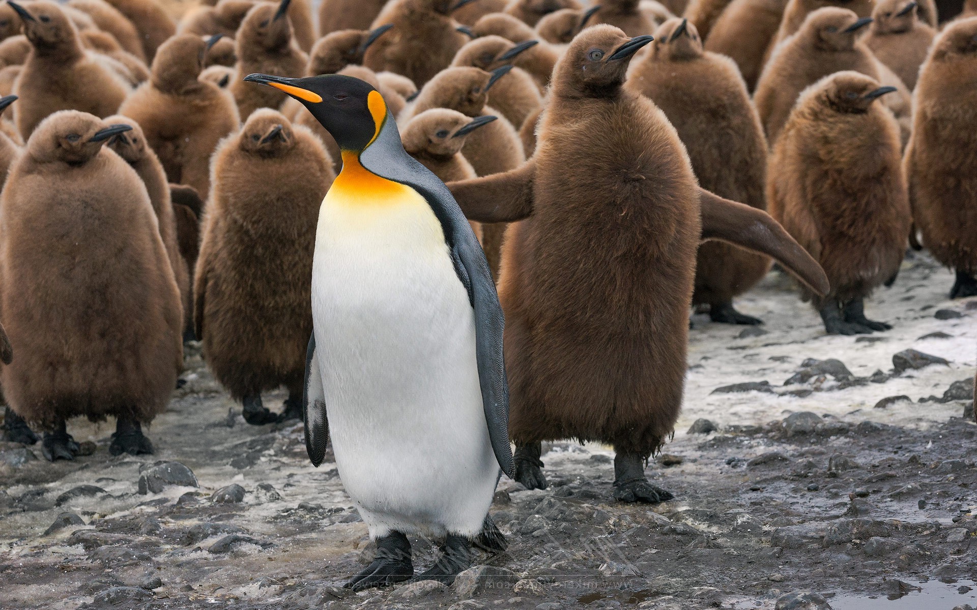 penguins, Birds, Baby Animals Wallpaper