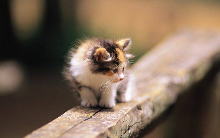 kittens, Animals, Baby Animals, Depth Of Field, Wood HD Wallpaper Desktop Background