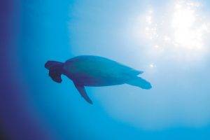 photography, Nature, Sea, Water, Underwater, Animals, Sunlight, Turtle
