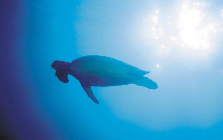 photography, Nature, Sea, Water, Underwater, Animals, Sunlight, Turtle HD Wallpaper Desktop Background