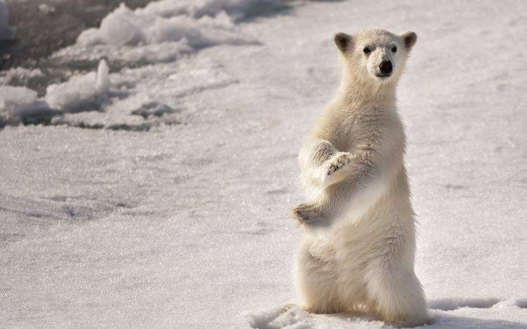 nature, Animals, Polar Bears HD Wallpaper Desktop Background
