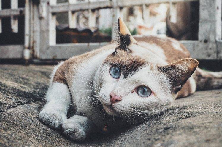 blue Eyes, Cat, Animals, Pet HD Wallpaper Desktop Background