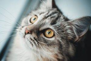 cat, Animals, Closeup