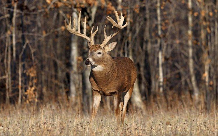 deer, Animals, Horns HD Wallpaper Desktop Background