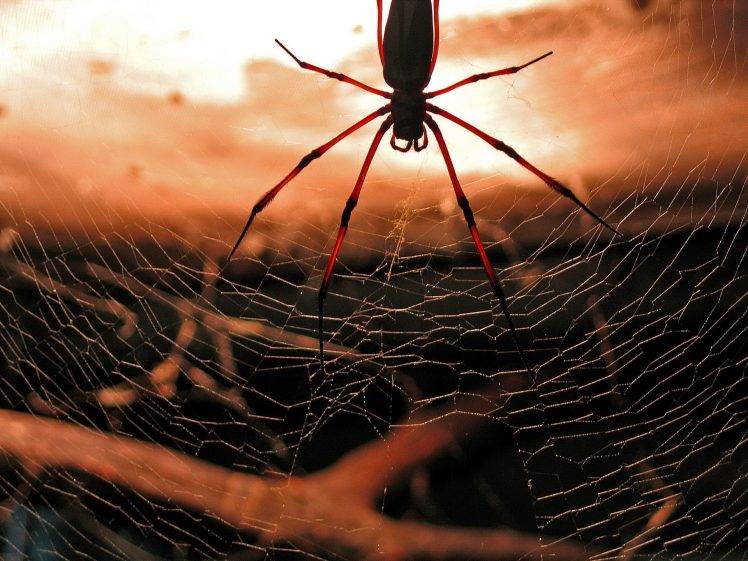 macro, Animals, Spider HD Wallpaper Desktop Background