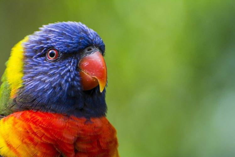 macro, Birds, Animals, Parrot HD Wallpaper Desktop Background