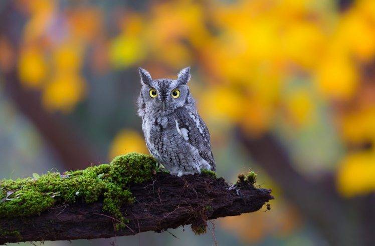 birds, Animals, Owl HD Wallpaper Desktop Background