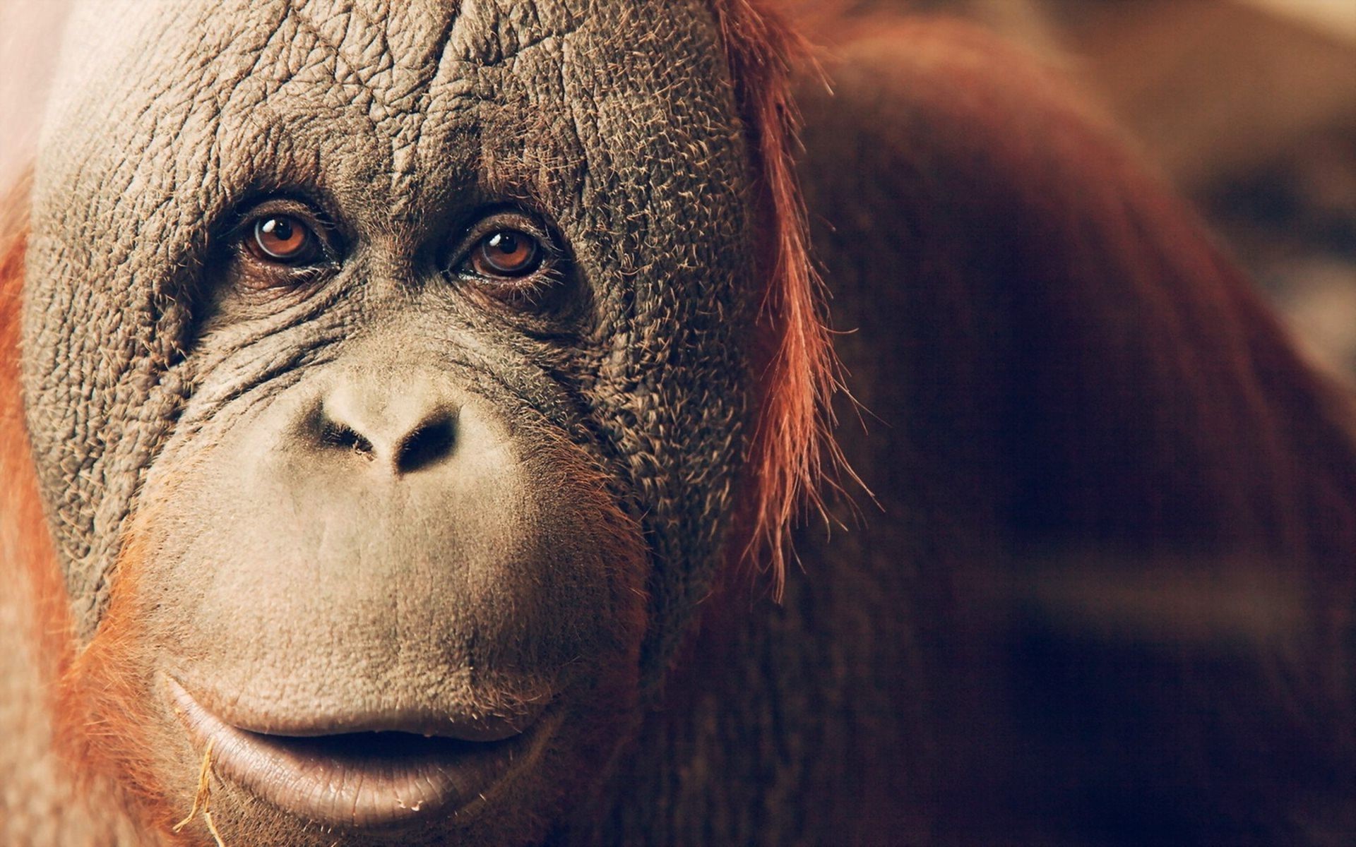 animals, Apes, Orangutans Wallpaper