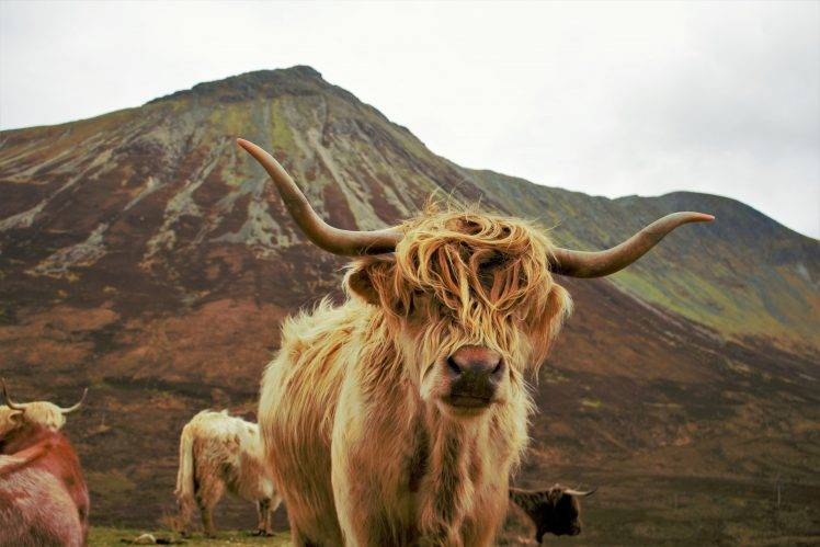 Highland Cattle, Animals HD Wallpaper Desktop Background
