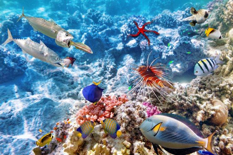 coral, Coral Reef, Underwater, Fish, Animals HD Wallpaper Desktop Background