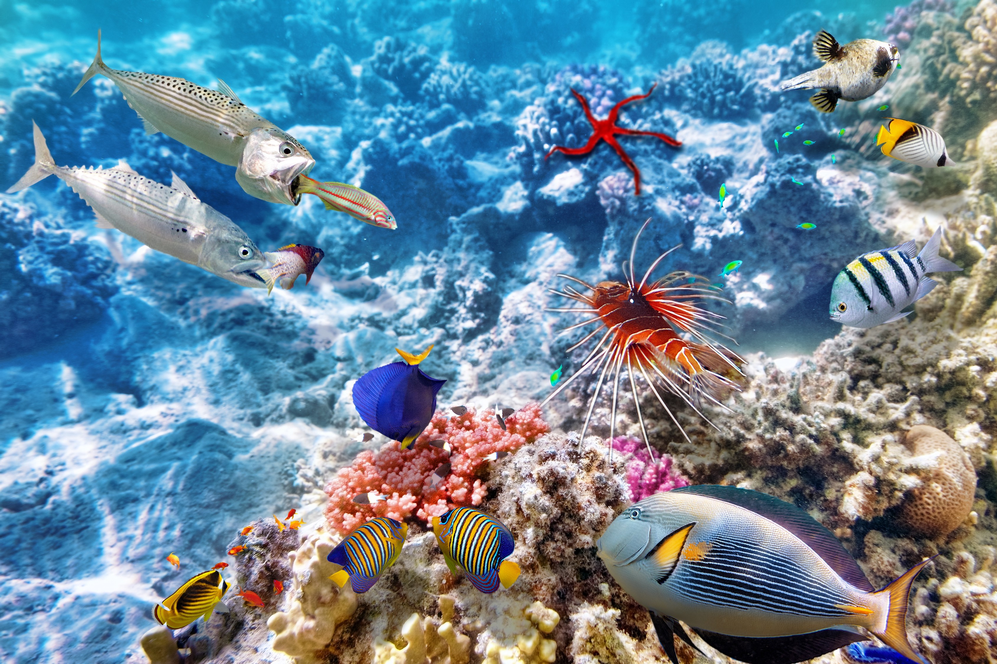 coral, Coral Reef, Underwater, Fish, Animals Wallpaper