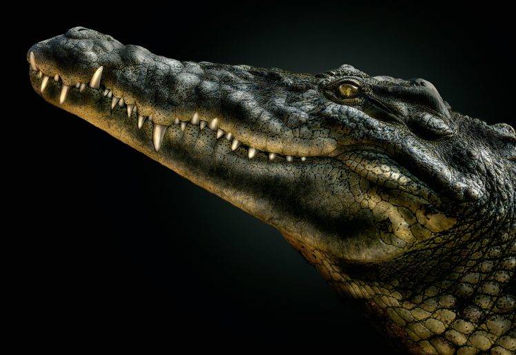 crocodiles, Reptile, Animals HD Wallpaper Desktop Background