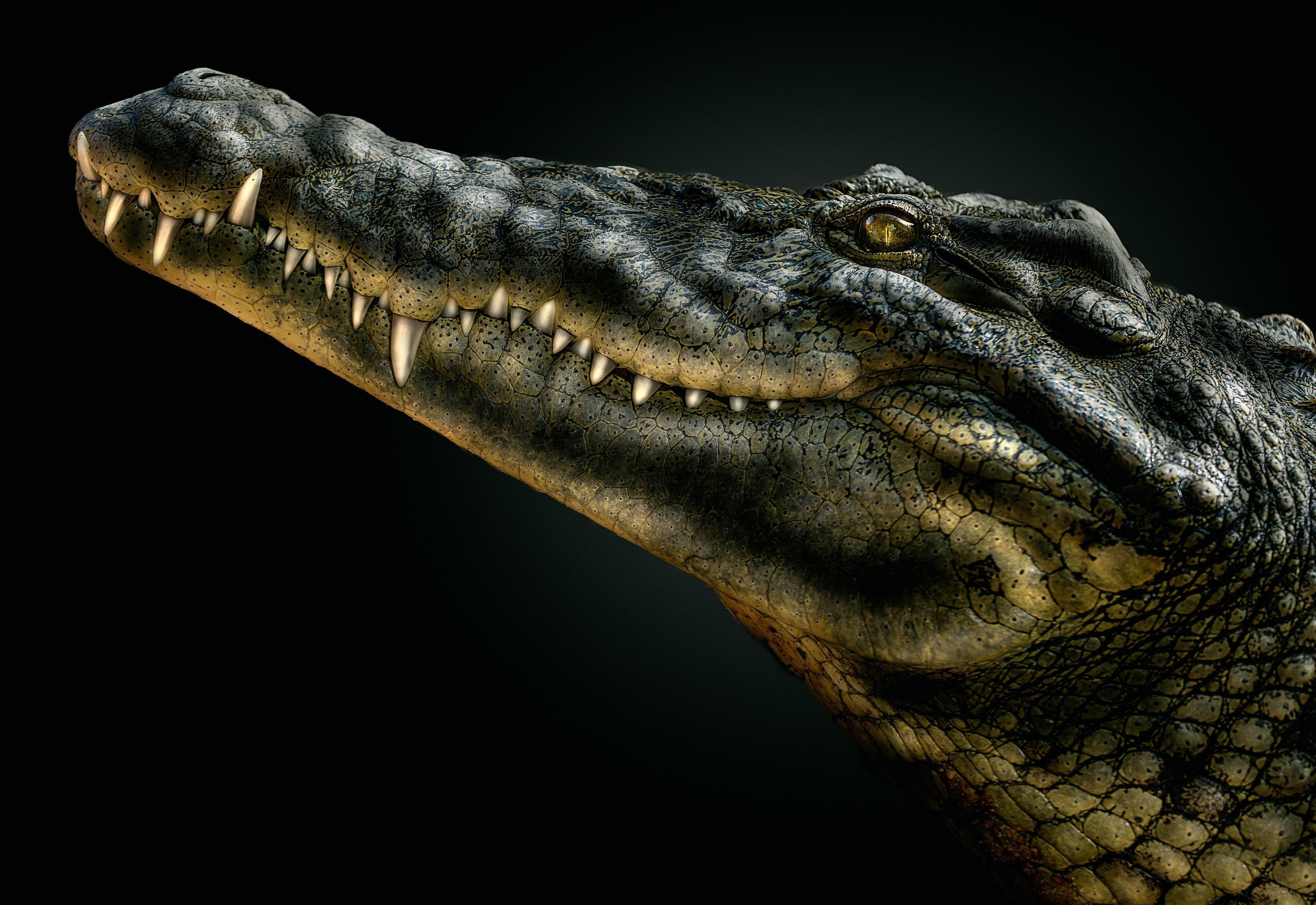 crocodiles, Reptile, Animals Wallpaper