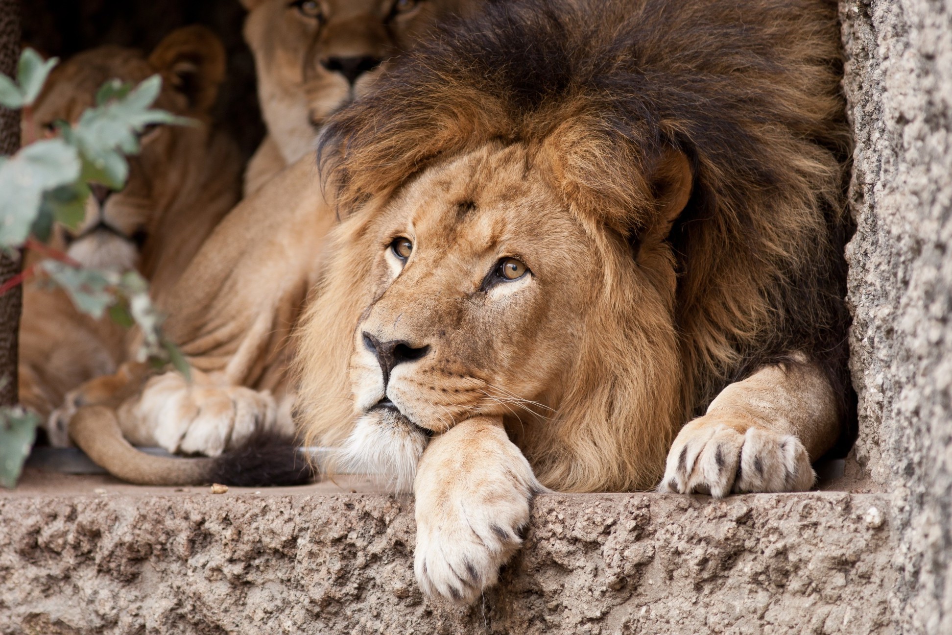 animals, Big Cats, Lion Wallpaper