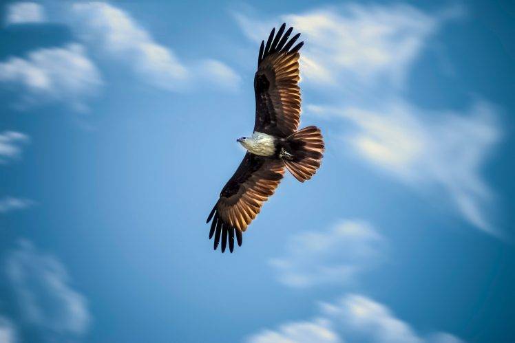 animals, Eagle, Flying HD Wallpaper Desktop Background