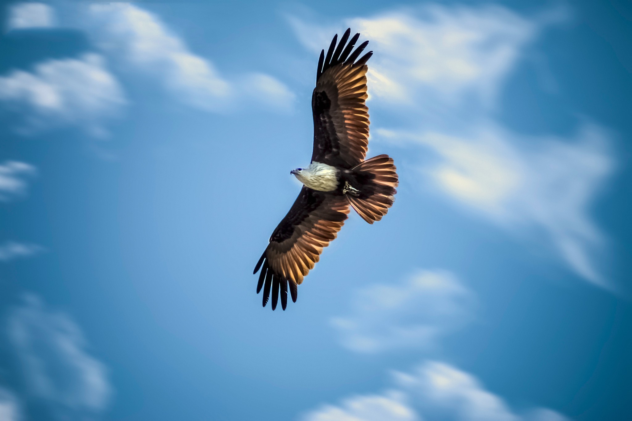 animals, Eagle, Flying Wallpaper