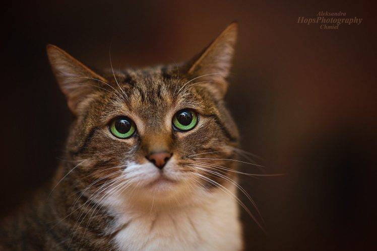 animals, Cat, Portrait HD Wallpaper Desktop Background
