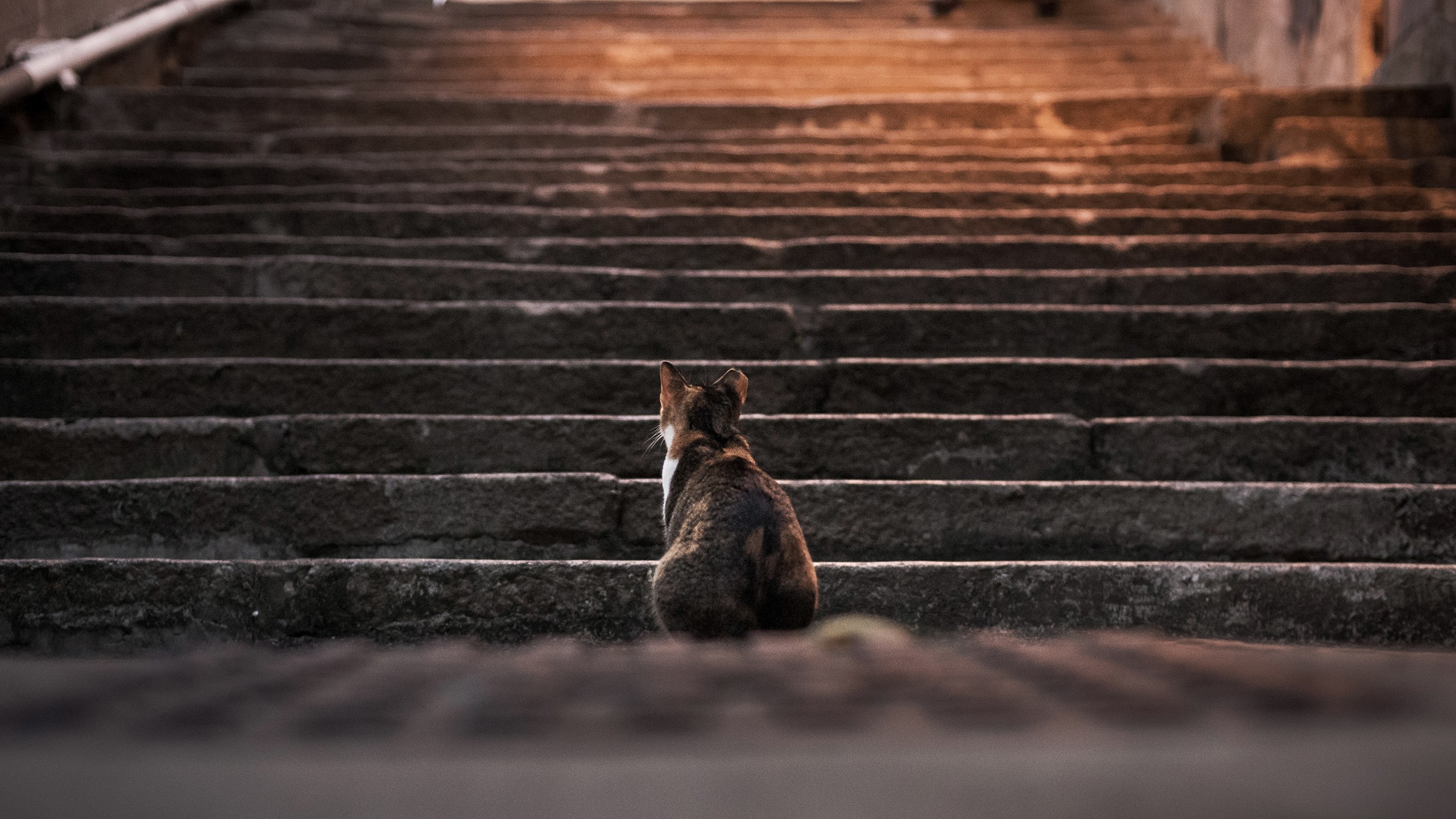 cat, Animals, Stairs, Depth Of Field, Steps Wallpaper